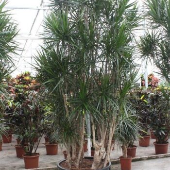 Dracaena marginata