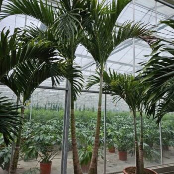 Veitchia merrillii 2pp