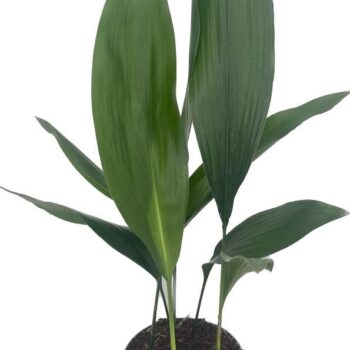 Aspidistra Elatior