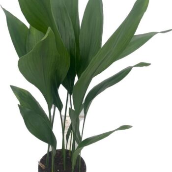 Aspidistra Elatior