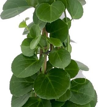 Cissus rotundifolia p17 piramide (Koberg)