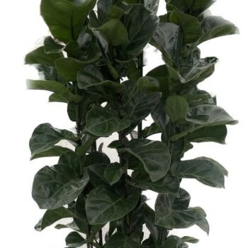 Ficus Lyrata 'Bambino'
