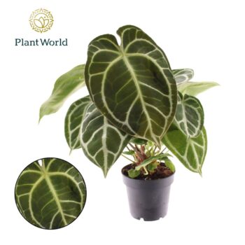 Anthurium Chrystallinum