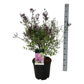 Syringa meyeri 'Palibin'