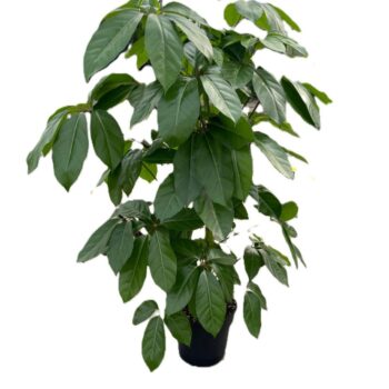 Schefflera Amate