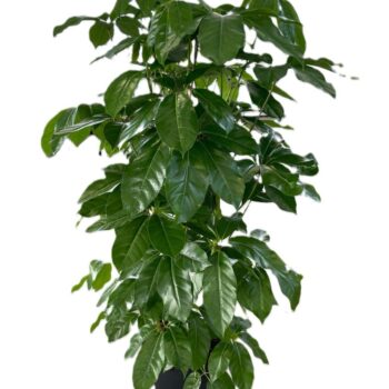 Schefflera Amate