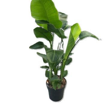 Strelitzia Nicolai Compact