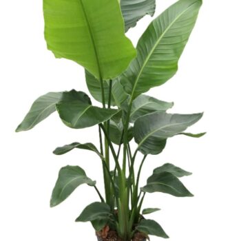Strelitzia Nicolai 120 cm