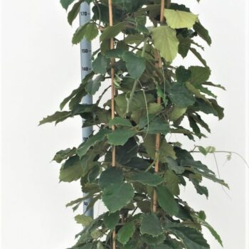 Tetrastigma Voinierianum