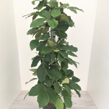 Tetrastigma Voinierianum