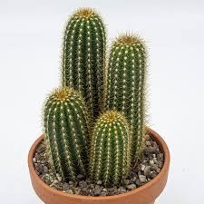 Trichocereus hauscha 8,5 cm