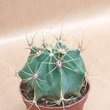 Ferocactus electracanthus 8,5 cm