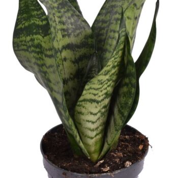 Sansevieria trifasciata ‘Larenzi’