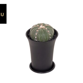 Astrophytum Asterias Fukuryu XL