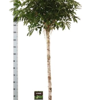 Schefflera arb. compacta