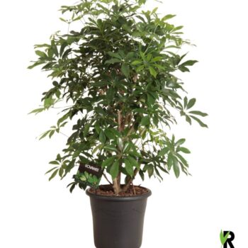 Schefflera arb. Compacta