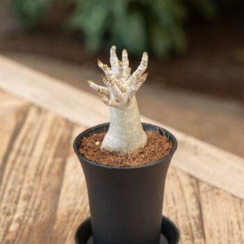 Adenium "Ansu" Baobab in sierpot