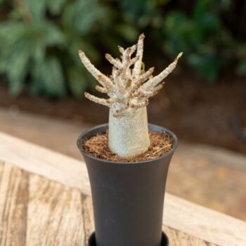 Adenium "Ansu" Baobab in sierpot XL
