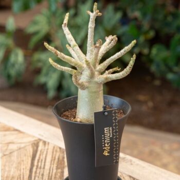 Adenium "Ansu" Baobab in sierpot XXL