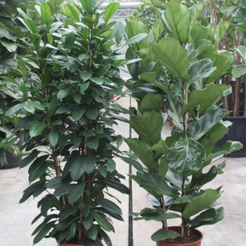Ficus Mixkar 3 per pot