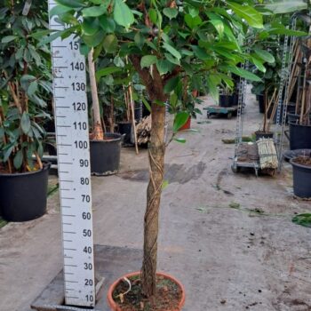 Cyathistipula stam 230