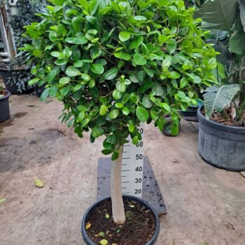 Ficus Microcarpa Moclame stam 150