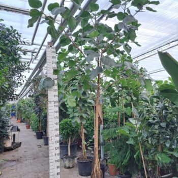 Ficus umbellata rechte stam 400
