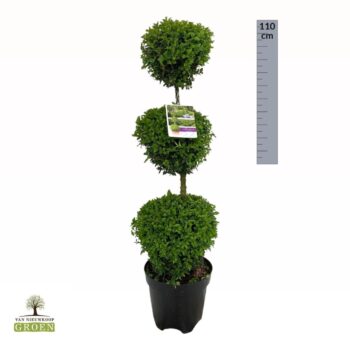 Buxus sempervirens Triobol M