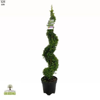 Buxus sempervirens Spiraal 100-120
