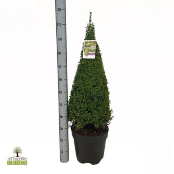 Buxus sempervirens Piramide 90-100