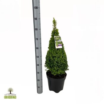 Buxus sempervirens Piramide 60-80