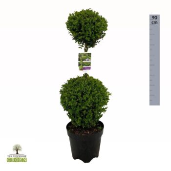 Buxus sempervirens Duobol M