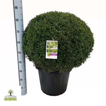 Buxus sempervirens Flat Ball 70