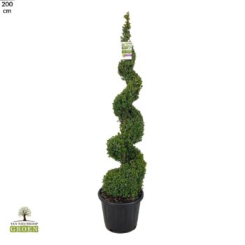 Buxus sempervirens Spiraal 160-180
