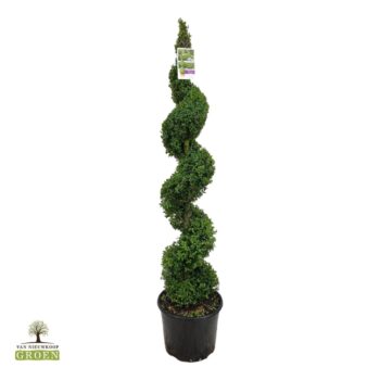 Buxus sempervirens Spiraal 140-160