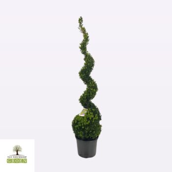 Buxus sempervirens Spiraal 120-140