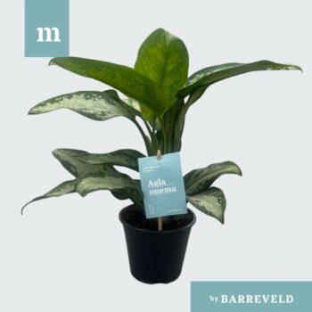 Aglaonema Jubilee Compacta