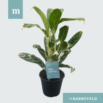 Green agla Ivy Green