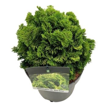 Chamaecyparis o. 'Nana Aurea'