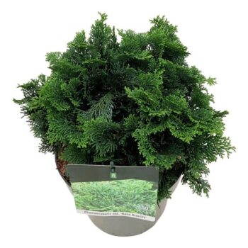 Chamaecyparis o. 'Nana Gracilis'