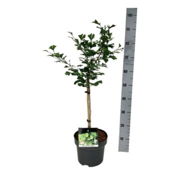 Ginkgo biloba 'Little Emperor'