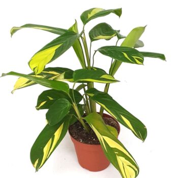 Ctenanthe lubbersianii