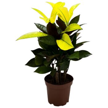 Croton Iceton branched