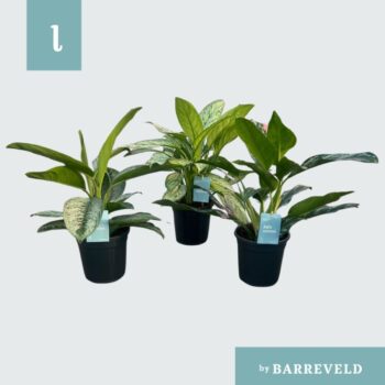 Aglaonema mix (small leaves)