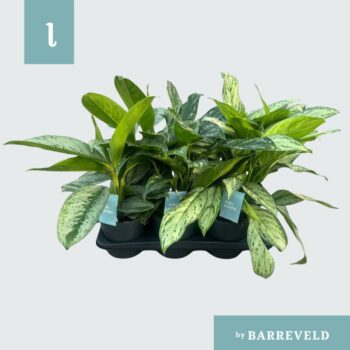 Aglaonema mixtray (small leaves)