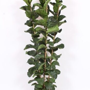 Ficus lyrata bambino 3 per pot