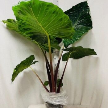 Alocasia Imperial Red 32 cm