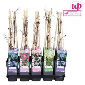 Clematis Alpina mix laag P15