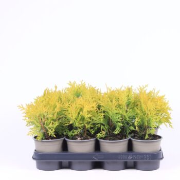 Thuja occidentalis 'Golden Globe'