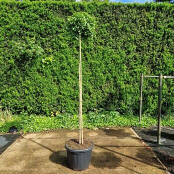 Ginkgo biloba 'Jehoshaphat'